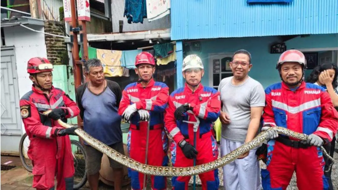 Petugas Damkarmat Makassar Evakuasi Ular Piton 4 Meter dari Rumah Warga Tallo