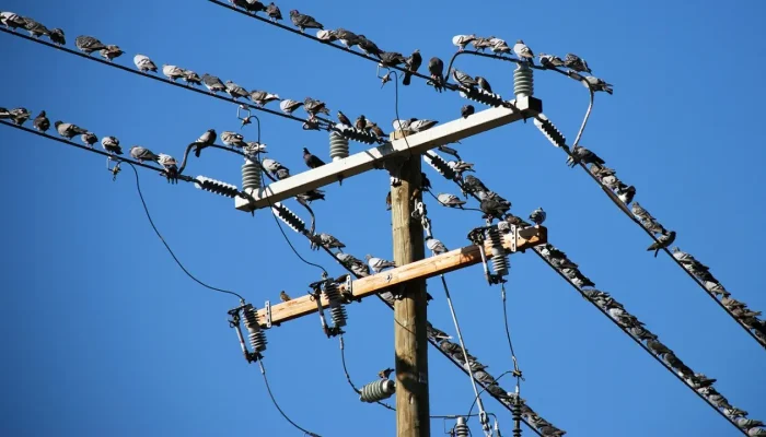 Mengapa Burung Bisa Santai di Kabel Listrik Tanpa Kesetrum? Ini Penjelasannya!