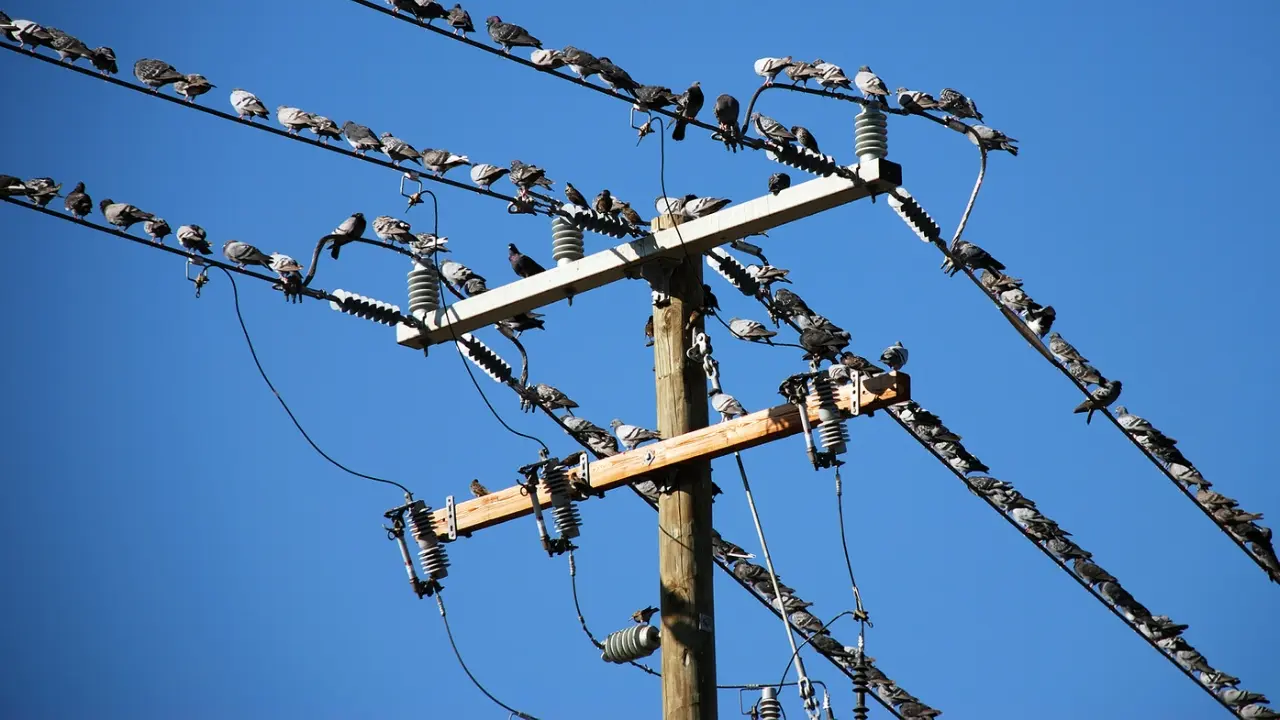 Mengapa Burung Bisa Santai di Kabel Listrik Tanpa Kesetrum? Ini Penjelasannya!