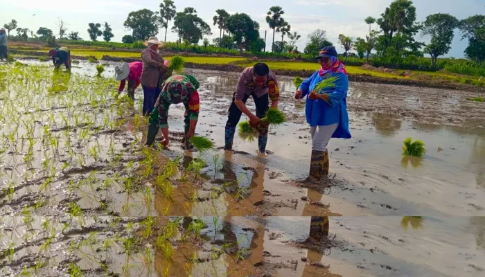 Dukung Ketahanan Pangan, Bhabinkamtibmas, Babinsa, dan PPL Kolaborasi Bantu Warga Tanam Padi