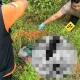 Warga Kola-kolasa Jeneponto Digegerkan Penemuan Sesosok Mayat Wanita di Persawahan