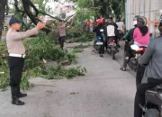 Pohon Tumbang Tutup Akses Jalan Antang Raya, Polsek Manggala Gerak Cepat Evakuasi