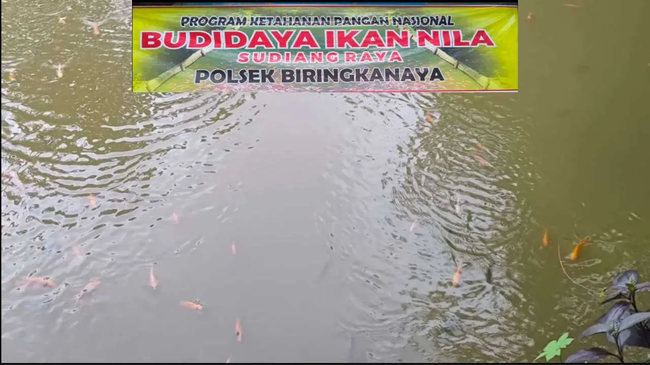 Polsek Biringkanaya Dukung Ketahanan Pangan dengan Budidaya Ikan Nila