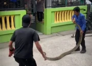 2 Ekor Ular Berukuran Besar Hebohkan Warga Selayar, Berhasil Dilumpuhkan