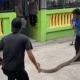 2 Ekor Ular Berukuran Besar Hebohkan Warga Selayar, Berhasil Dilumpuhkan