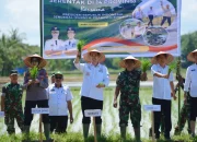 Bupati Pangkep Turun Sawah, Tanam Padi Serentak Dukung Swasembada Pangan Nasional