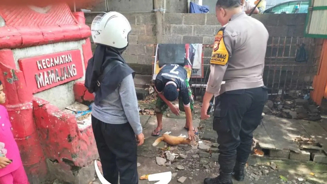 Kucing Mati Tertabrak, Warga Lapor Polisi dan Kubur Bersama