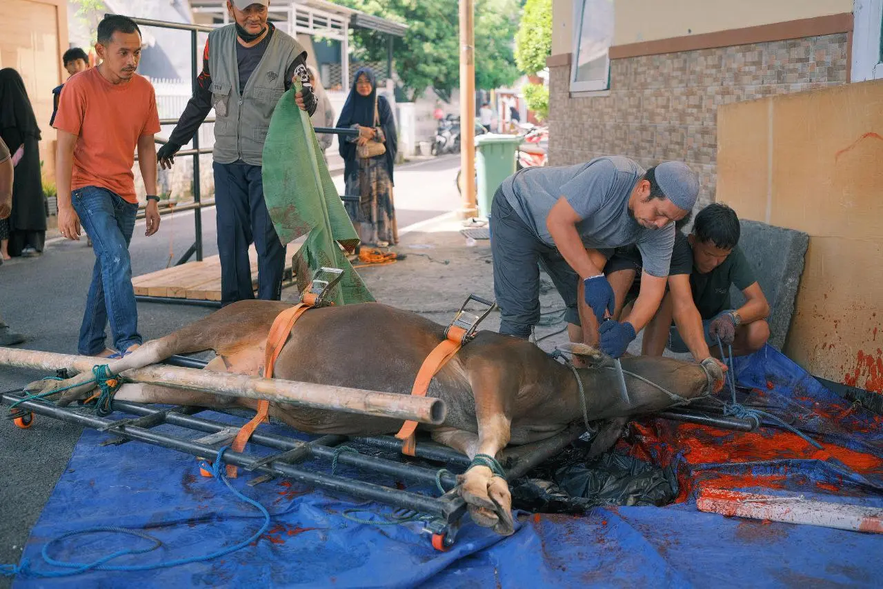 Masjid Al Ikhlas Prima Griya Bitowa Sembelih 8 Ekor Sapi Qurban