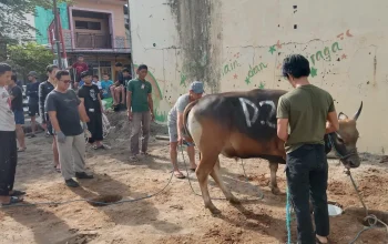 Kurban LDII Sulsel Capai 831 Ekor, Bentuk Kesalehan Sosial di Iduladha 1446 H