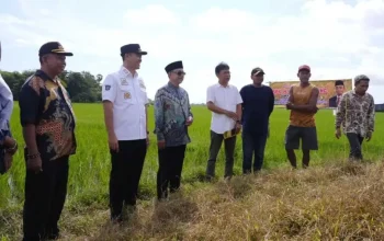 Wakil Ketua DPD RI dan Bupati Pangkep Tinjau Musim Tanam Kedua di Labakkang 12 Wakil Ketua DPD RI dan Bupati Pangkep Tinjau Musim Tanam Kedua di Labakkang