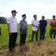 Wakil Ketua DPD RI dan Bupati Pangkep Tinjau Musim Tanam Kedua di Labakkang