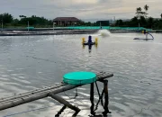 Transformasi Tambak Rakyat: Aquarev dan Harapan Baru Petambak Kecil di Indonesia