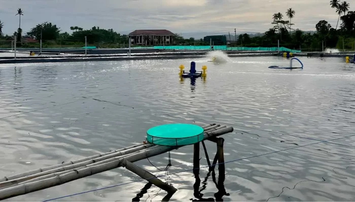 Transformasi Tambak Rakyat: Aquarev dan Harapan Baru Petambak Kecil di Indonesia