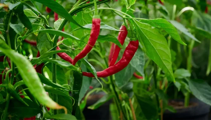 Tanam Cabai di Rumah? Begini Cara Merawatnya Biar Subur dan Berbuah Lebat