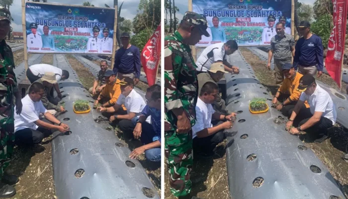 BUMDES Sejahtera Bungungloe Jeneponto Lakukan Penanaman Perdana Hortikultura