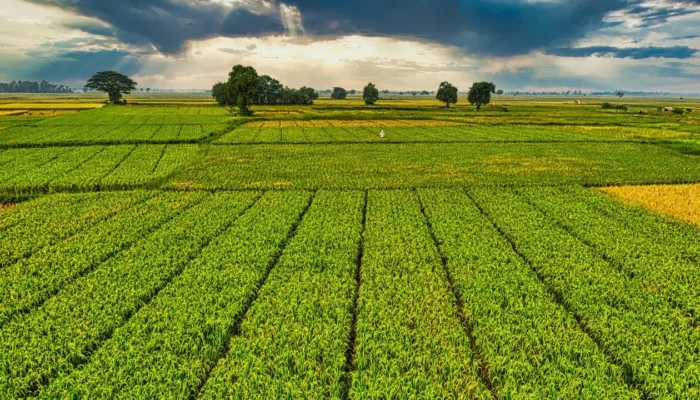 Mentan Amran dan Menteri Rosan Sepakati Investasi Hilirisasi Pertanian Rp371 Triliun: Motor Baru Pertumbuhan Ekonomi Nasional