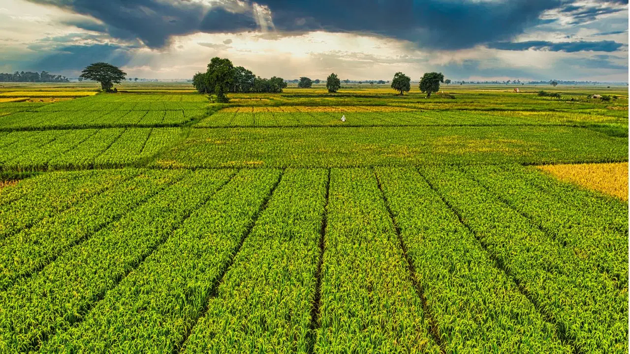 Hilirisasi Pertanian