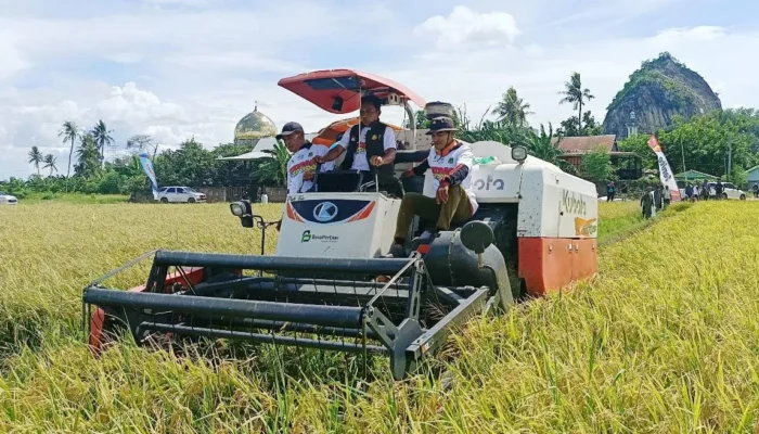 Panen Perdana IP300 di Sidrap Capai 7,5 Ton/Hektare, Bupati Syaharuddin: Bukti Kerja Keras Petani
