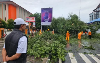 Camat Ujung Pandang Tinjau Pohon Tumbang di Jalan Slamet Riyadi Makassar, Pastikan Akses Warga Aman