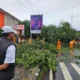 Camat Ujung Pandang Tinjau Pohon Tumbang di Jalan Slamet Riyadi Makassar, Pastikan Akses Warga Aman