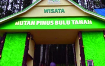 Hutan Pinus Bulu Tanah, Ruang Sunyi yang Dijaga Warga dan Alam Bone