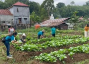 Ketapang Mas PKK Toraja Utara Hasilkan 46 Kg Sawi dalam 21 Hari