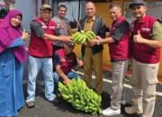 Panen Pisang Cavendish di Bitowa, Bukti Nyata Urban Farming Perkuat Ketahanan Pangan Makassar