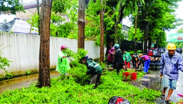 Pohon Tumbang di Jalan Haji Bau Makassar Ditangani Cepat, Lalu Lintas Kembali Normal
