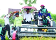 Panen di Dua Lokasi Sehari, Bupati Sidrap Targetkan Produksi Padi Walatedong Tembus 10 Ton per Hektare