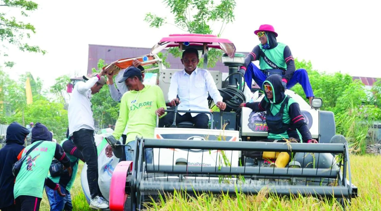 Panen di Dua Lokasi Sehari, Bupati Sidrap Targetkan Produksi Padi Walatedong Tembus 10 Ton per Hektare