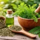 Meniran, Herbal Liar dengan Segudang Khasiat: Dari Tingkatkan Imunitas hingga Lindungi Hati