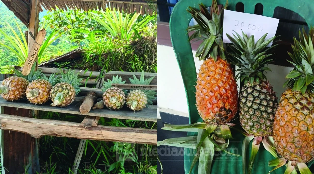 Nanas Tanpa Penjaga di Pegunungan Mamasa, Tradisi Jujur Warga Buntu Malangka yang Bertahan Bertahun-tahun 2 Nanas Tanpa Penjaga di Pegunungan Mamasa, Tradisi Jujur Warga Buntu Malangka yang Bertahan Bertahun-tahun