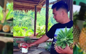Nanas Tanpa Penjaga di Pegunungan Mamasa, Tradisi Jujur Warga Buntu Malangka yang Bertahan Bertahun-tahun 7 Nanas Tanpa Penjaga di Pegunungan Mamasa, Tradisi Jujur Warga Buntu Malangka yang Bertahan Bertahun-tahun