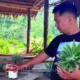 Nanas Tanpa Penjaga di Pegunungan Mamasa, Tradisi Jujur Warga Buntu Malangka yang Bertahan Bertahun-tahun