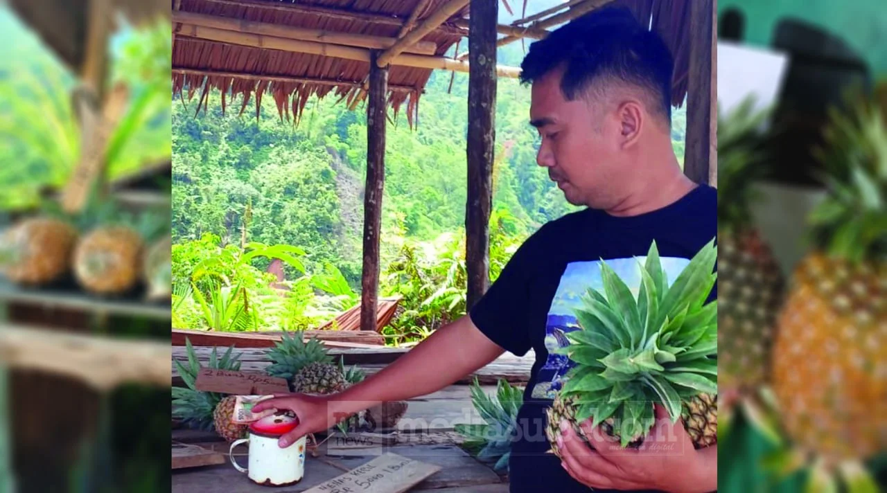 Nanas Tanpa Penjaga di Pegunungan Mamasa, Tradisi Jujur Warga Buntu Malangka yang Bertahan Bertahun-tahun