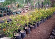 Urban Farming Jadi Senjata Ganda Makassar, Tekan Sampah, Perkuat Pangan Warga