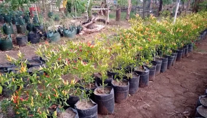 Urban Farming Jadi Senjata Ganda Makassar, Tekan Sampah, Perkuat Pangan Warga