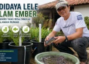 Budidaya Lele dalam Ember, Bisnis Mikro yang Bisa Dimulai dari Halaman Rumah