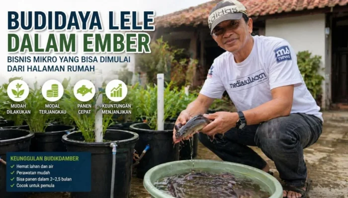 Budidaya Lele dalam Ember, Bisnis Mikro yang Bisa Dimulai dari Halaman Rumah
