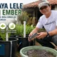 Budidaya Lele dalam Ember, Bisnis Mikro yang Bisa Dimulai dari Halaman Rumah