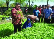 Appi Sulap Lorong Sempit Jadi Lumbung Pangan Warga Makassar