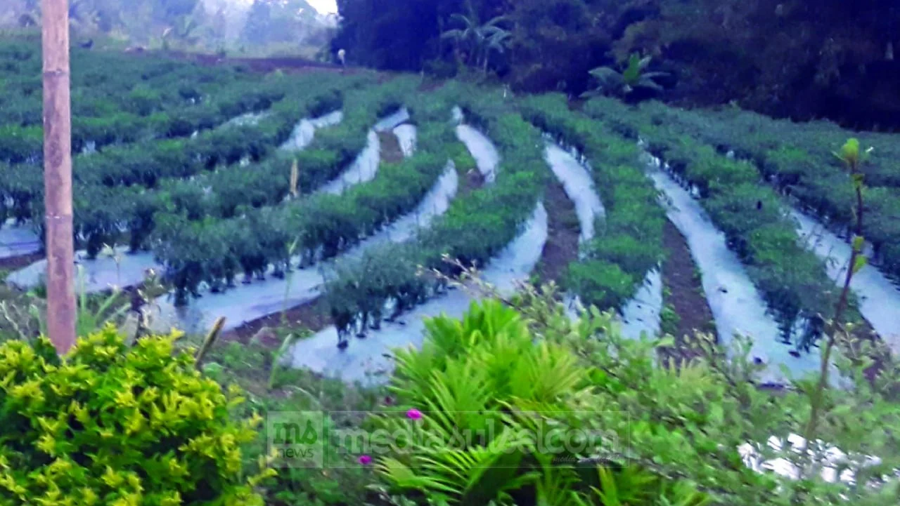 Desa Wisata Kassi di Jeneponto, Tempat Liburan Alam dengan Wisata Petik Hasil Bumi 2 Desa Wisata Kassi di Jeneponto, Tempat Liburan Alam dengan Wisata Petik Hasil Bumi