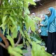 TP PKK Makassar Genjot Ketahanan Pangan Lewat Kebun Aku Hatinya
