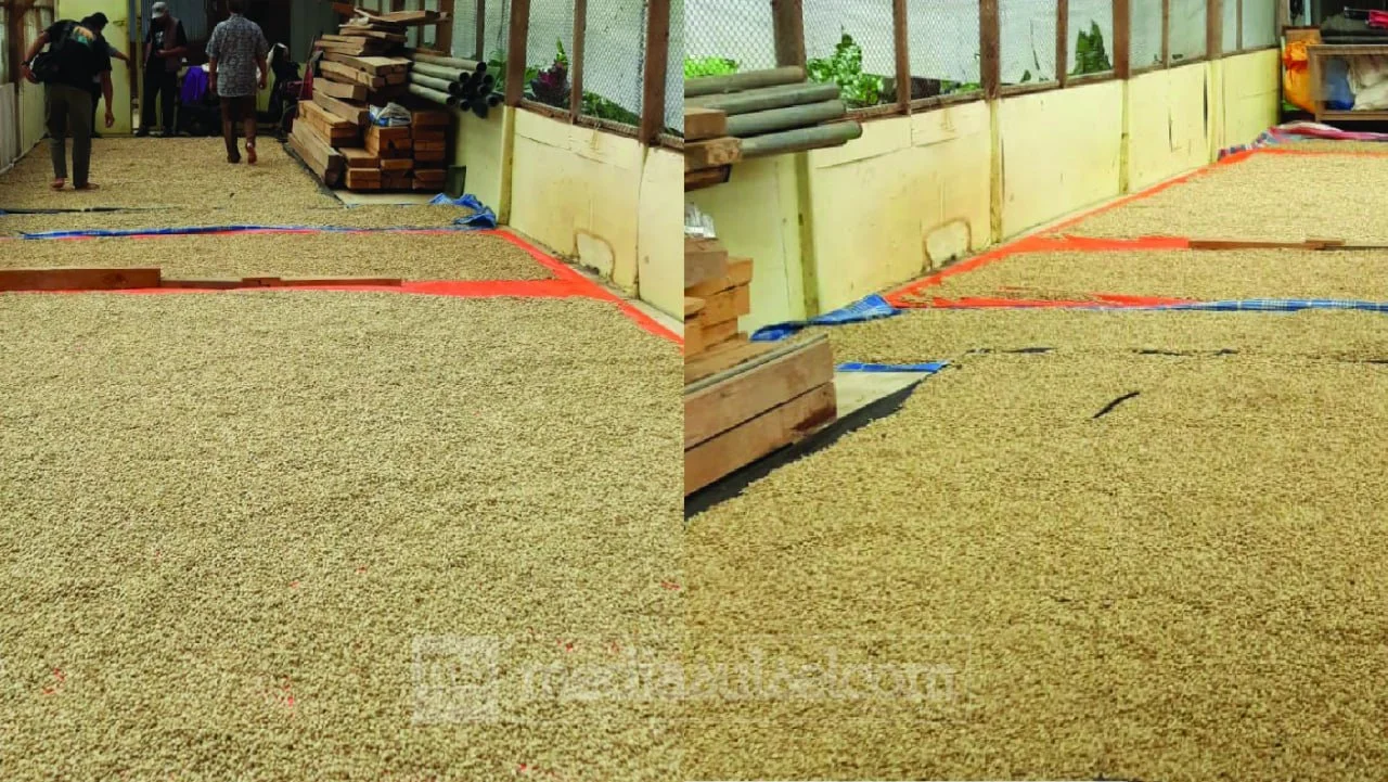Dirjen Kemendag: Toraja Berpeluang Jadi Kekuatan Baru Kopi Indonesia di Pasar Dunia