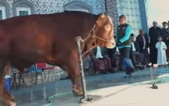 Saksikan Kurban Presiden Prabowo di Makassar, Appi Minta Distribusi Daging Tepat Sasaran 8 Saksikan Kurban Presiden Prabowo di Makassar, Appi Minta Distribusi Daging Tepat Sasaran