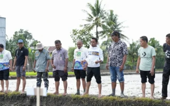 Bupati Syaharuddin Tanam Padi Organik di Baranti, Hasil Petani Capai Rp150 Juta per Hektare 6 Bupati Syaharuddin Tanam Padi Organik di Baranti, Hasil Petani Capai Rp150 Juta per Hektare