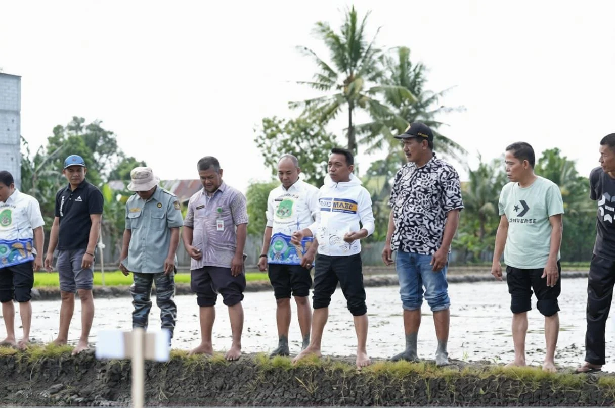 Bupati Syaharuddin Tanam Padi Organik di Baranti, Hasil Petani Capai Rp150 Juta per Hektare