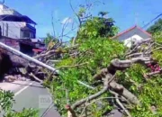 Pohon Tumbang Lumpuhkan Jalur Parepare-Sidrap, Mobil Ringsek dan Penjual Kopi Terluka