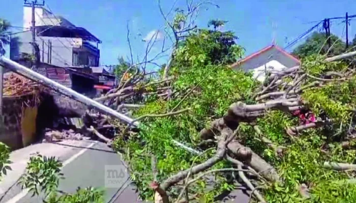 Pohon Tumbang Lumpuhkan Jalur Parepare-Sidrap, Mobil Ringsek dan Penjual Kopi Terluka