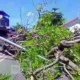 Pohon Tumbang Lumpuhkan Jalur Parepare-Sidrap, Mobil Ringsek dan Penjual Kopi Terluka